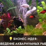аквариумные рыбки как идея для бизнеса