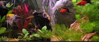 aquarium fish as a business idea