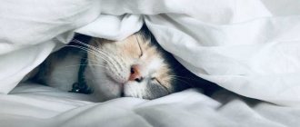 Бизнес-идеи для ленивых: 11 вариантов бизнеса