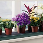 Бизнес-идея на выращивании комнатных растений