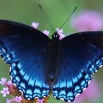 Бизнес-идея по разведению бабочек