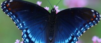 Business idea for butterfly breeding