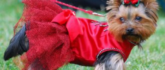 Бизнес-идея пошива одежды для собак