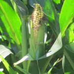 Бизнес-идея выращивания кукурузы