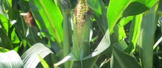Business idea for growing corn