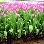 Бизнес-идея выращивания тюльпанов в теплице