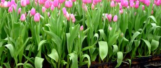 Business idea for growing tulips in a greenhouse