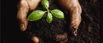 Business on vermicompost
