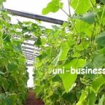 бизнес на даче