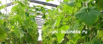 business in the country