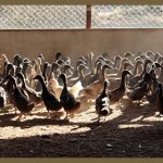 Бизнес на вышвыривании уток