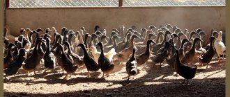 Throwing ducks business