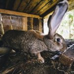 Бизнес-план мини-фермы по разведению кроликов