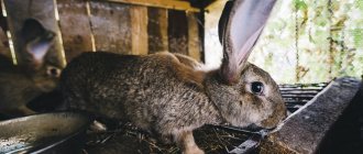 Бизнес-план мини-фермы по разведению кроликов