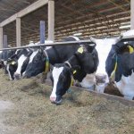 Бизнес план молочной фермы с финансовыми расчётами