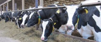 Бизнес план молочной фермы с финансовыми расчётами