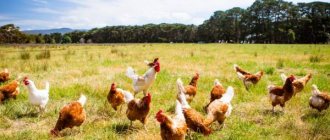 Business plan for raising chickens