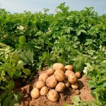 Бизнес план по выращиванию картофеля