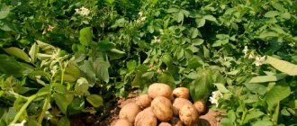 Бизнес план по выращиванию картофеля