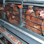 Бизнес-план птицефермы на 1000 кур