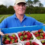 Фермер с клубникой