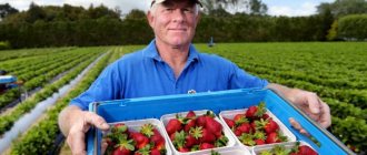 Фермер с клубникой