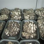 Какие грибы можно выращивать