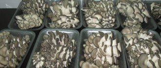 Какие грибы можно выращивать