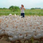 Мини гусиная ферма - как заработать миллион на разведении гусей