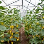 Огурцы в зимний теплице