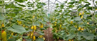 Огурцы в зимний теплице