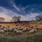 овцы в закате