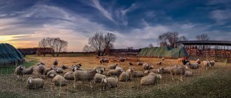 овцы в закате