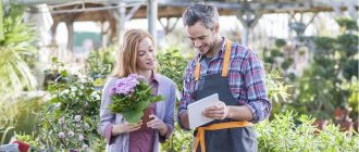 A couple runs a seedling business