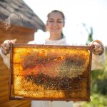 Пчеловодство как бизнес или как разбогатеть за счет пчел