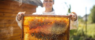 Beekeeping as a business or how to get rich from bees