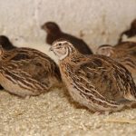 Перепелиный бизнес - плюсы и минусы