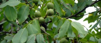 Плоды грецкого ореха