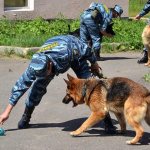 Профессия кинолог - чем он занимается