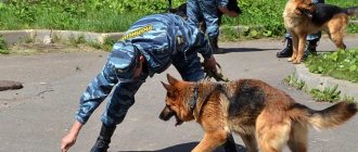 Профессия кинолог - чем он занимается