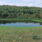 Разведение карпа в домашних условиях