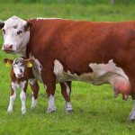 Разведение коров