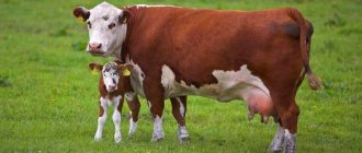 Разведение коров