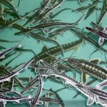 Разведение осетра