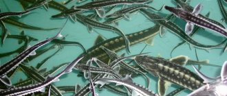 Sturgeon breeding