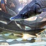 Разведение осётра