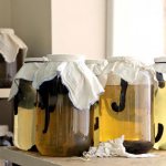 разведение пиявок