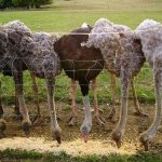 разведение страусов в домашних условиях для начинающих