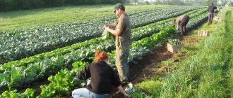 Development of industry and agriculture