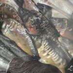 Рыба: проблемная и прибыльная